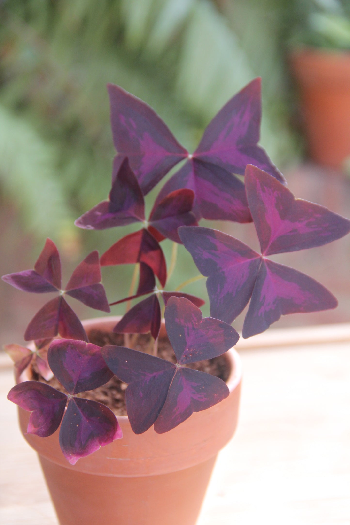 Cultiva tu planta Mariposa