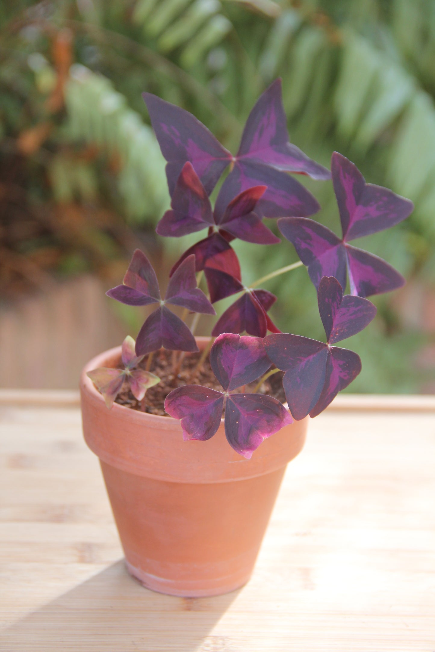 Cultiva tu planta Mariposa