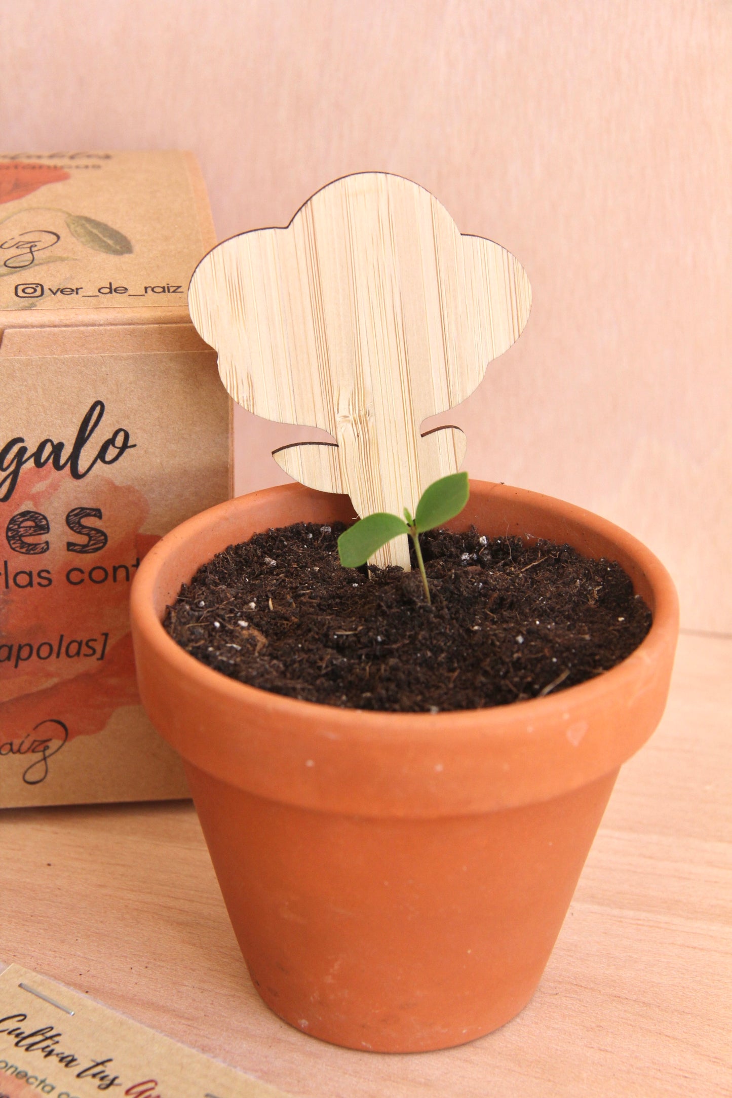 Mini Kit DIY Cultivo Amapolas