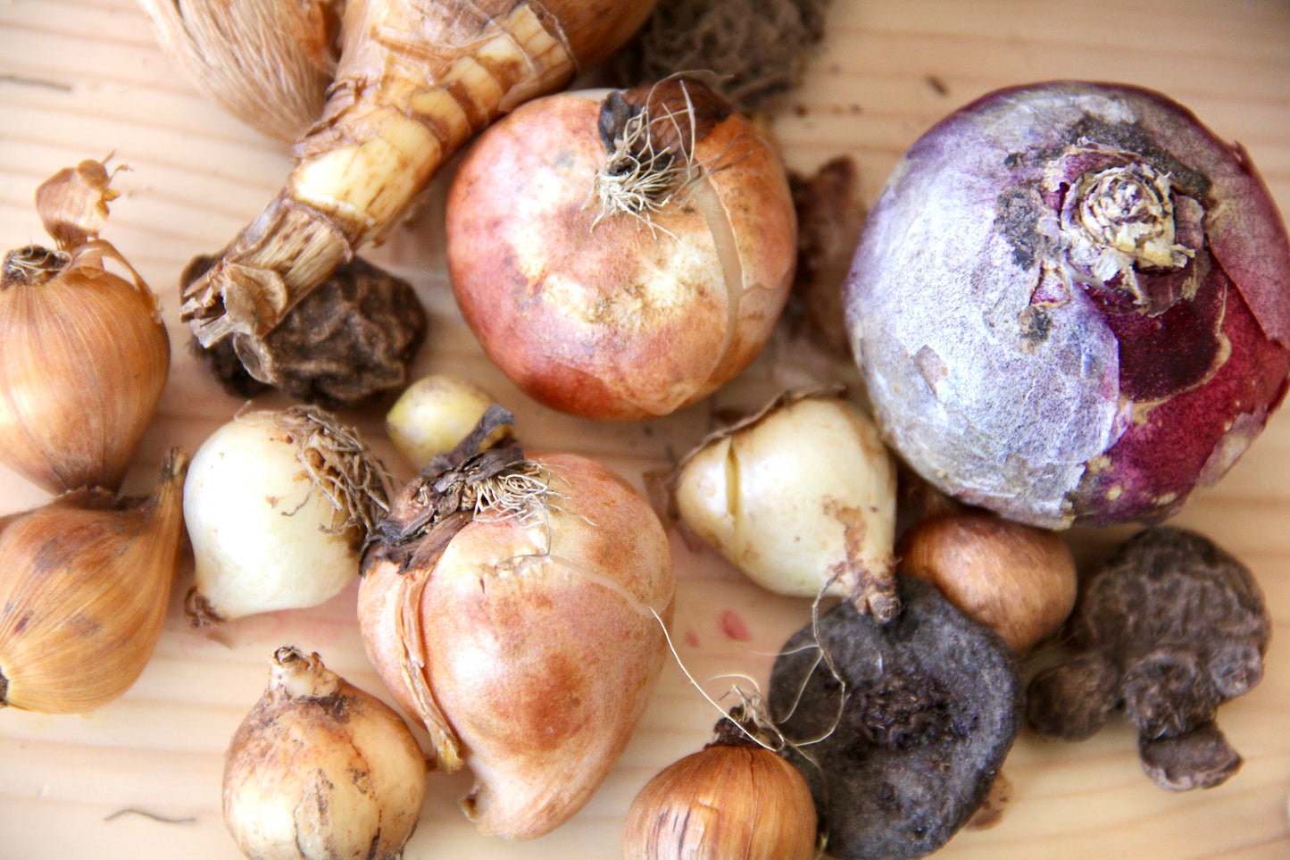 Granja de flores Otoño