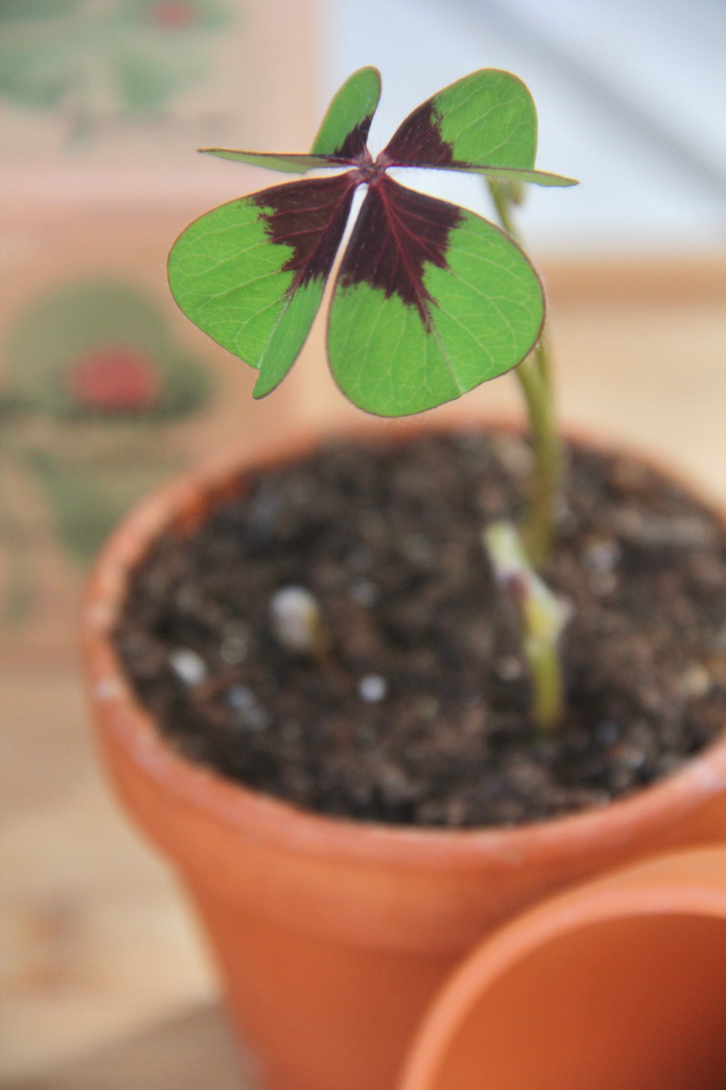 Cultiva tu Trébol de la Suerte