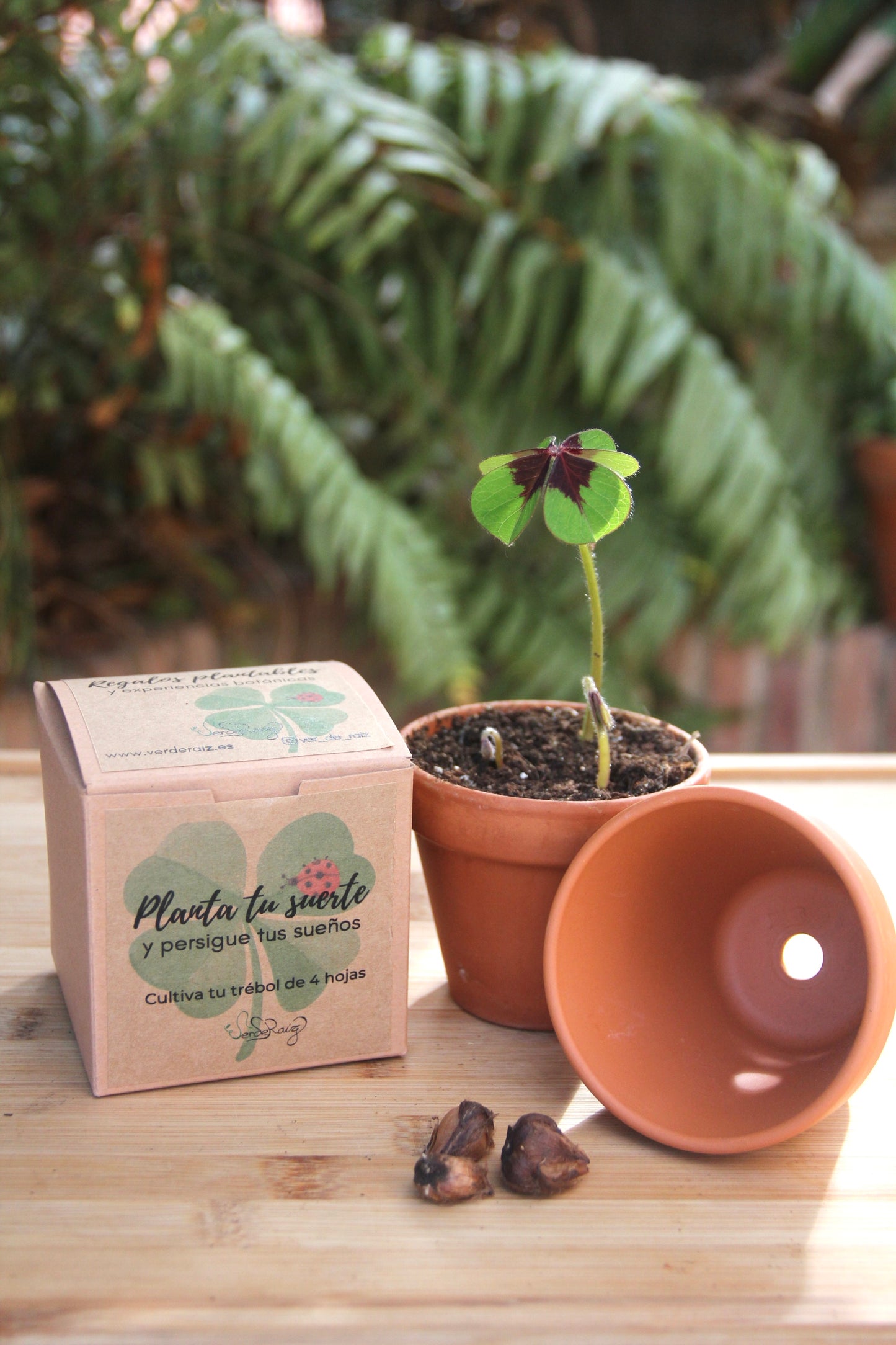 Cultiva tu Trébol de la Suerte