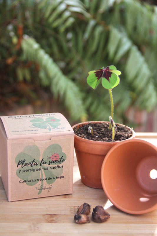 Cultiva tu Trébol de la Suerte