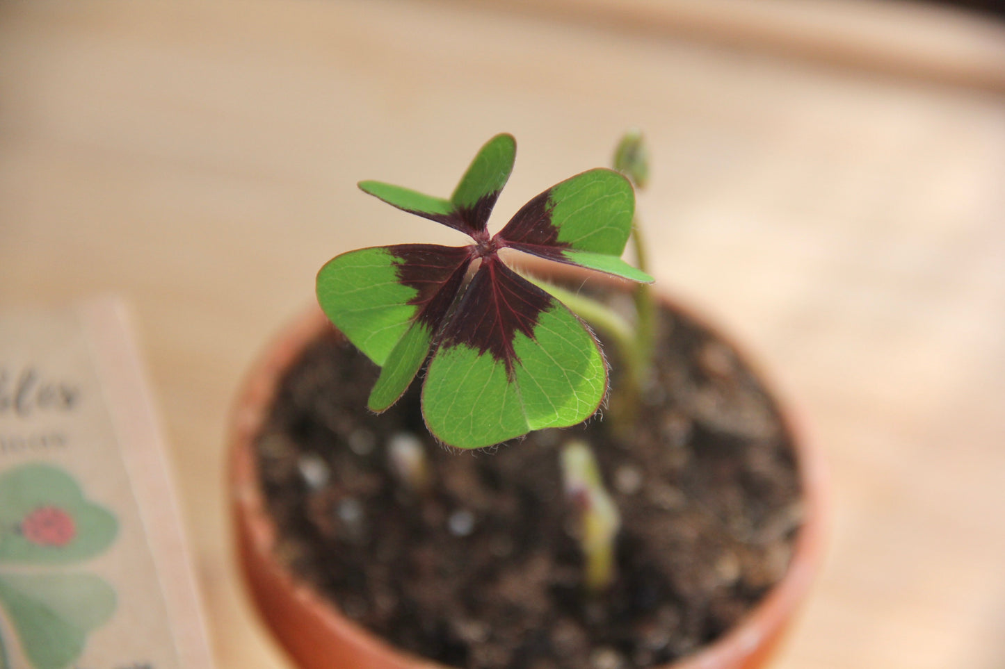 Cultiva tu Trébol de la Suerte