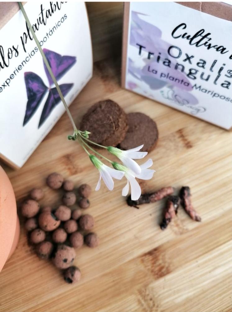 Cultiva tu planta Mariposa