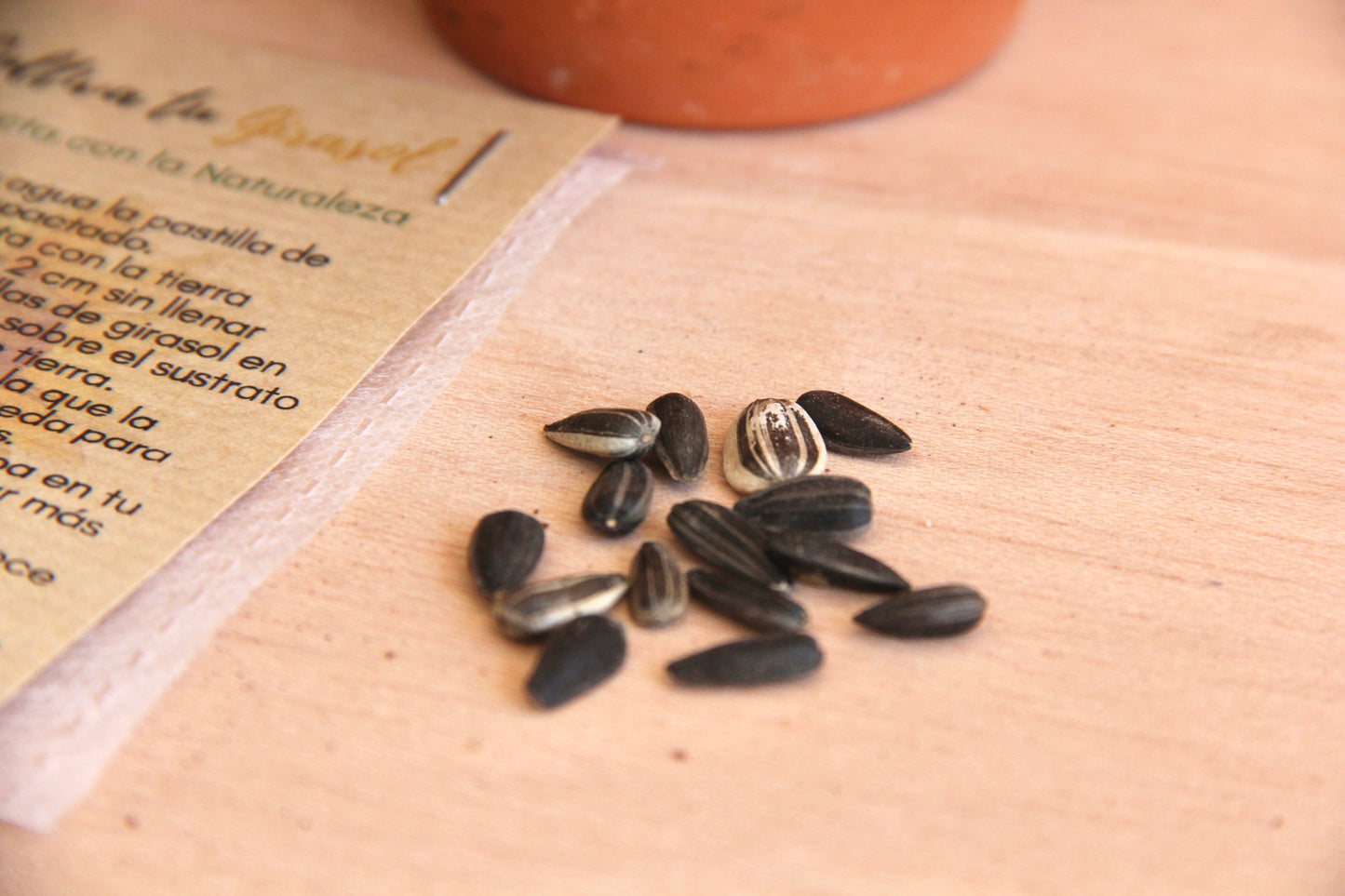 Mini Kit DIY cultivo Girasol