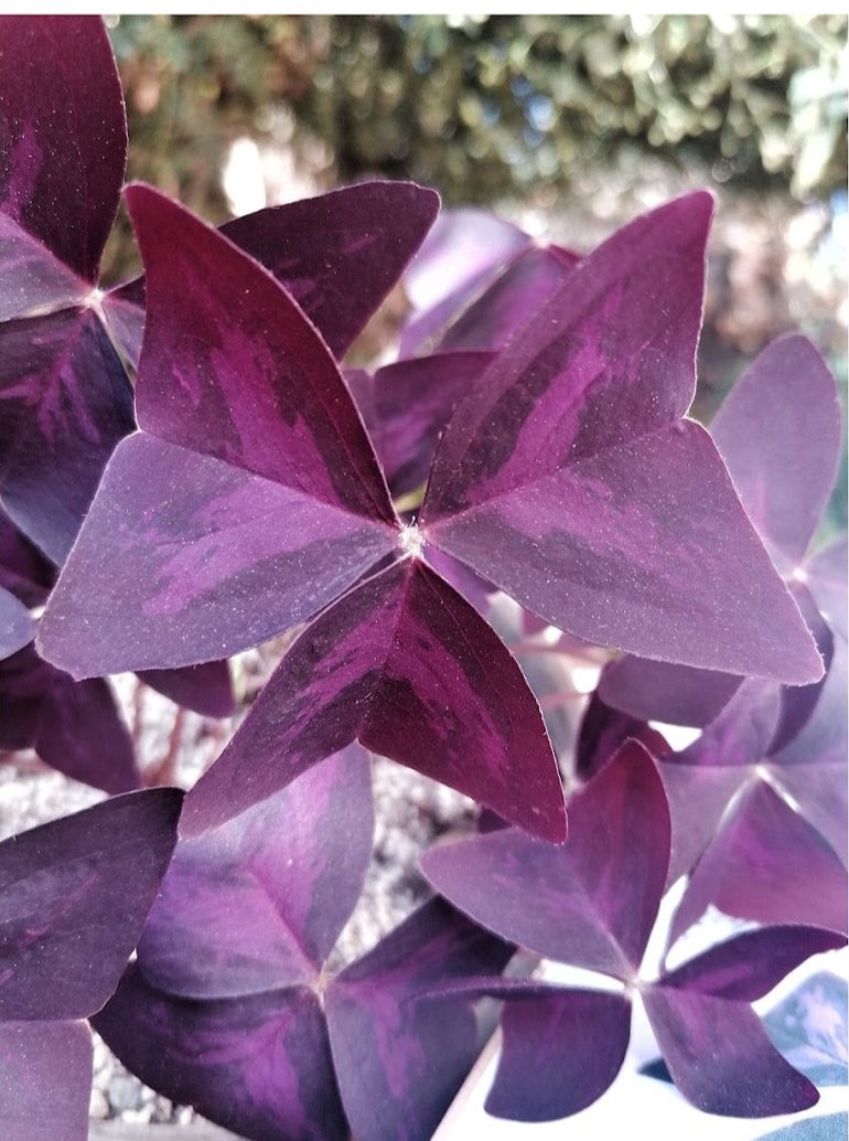 Cultiva tu planta Mariposa