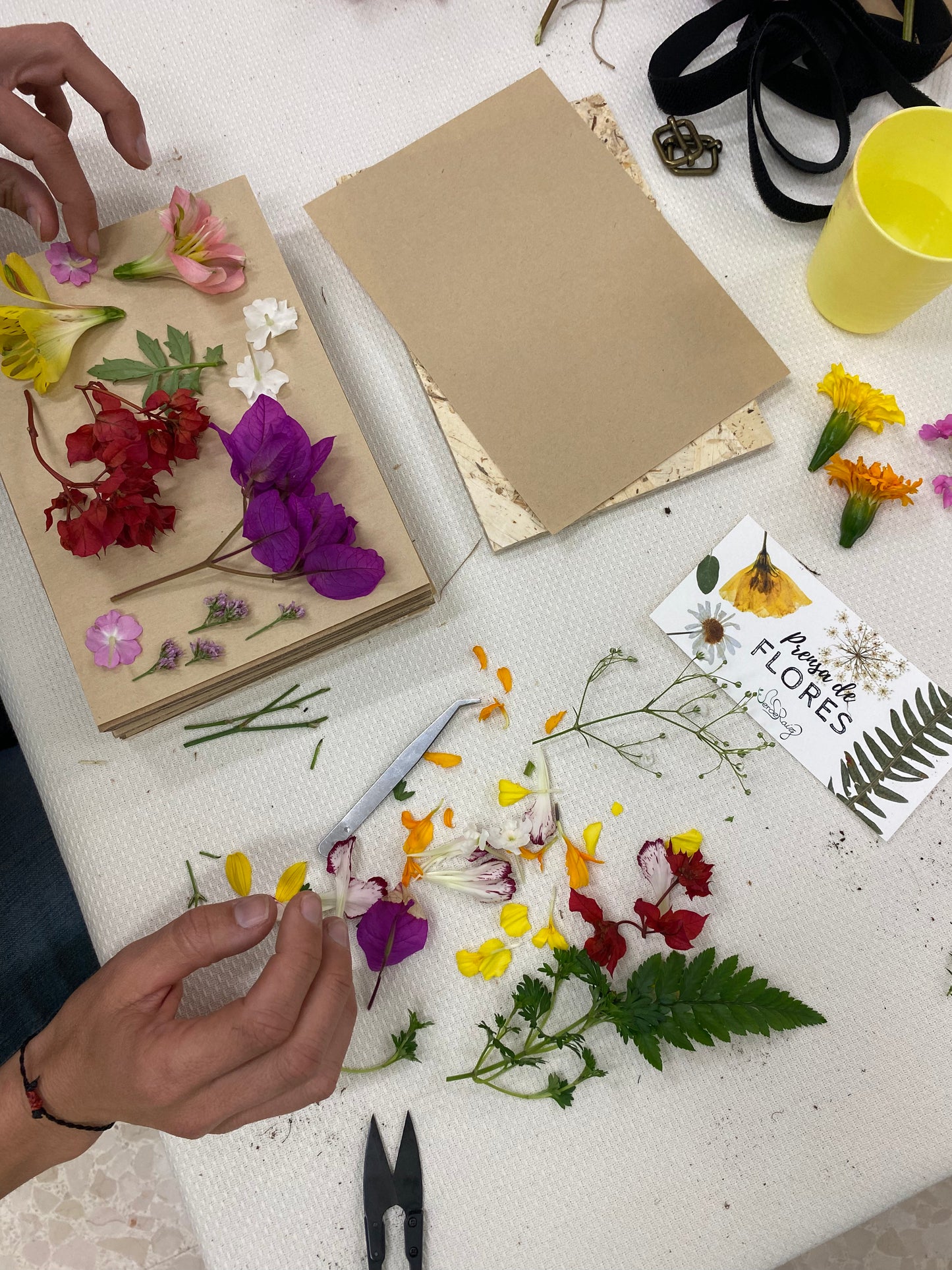 Regala un Experiencia Botánica