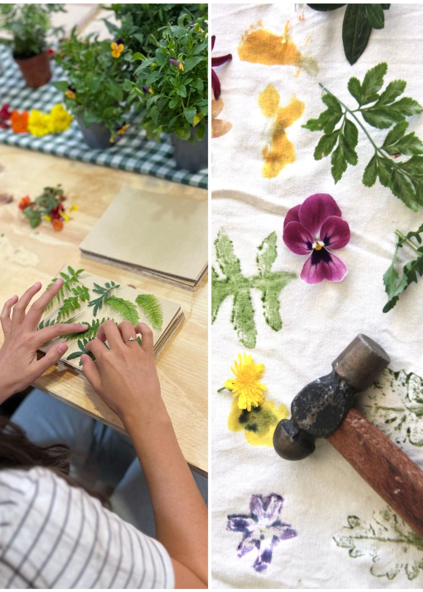 Regala un Experiencia Botánica