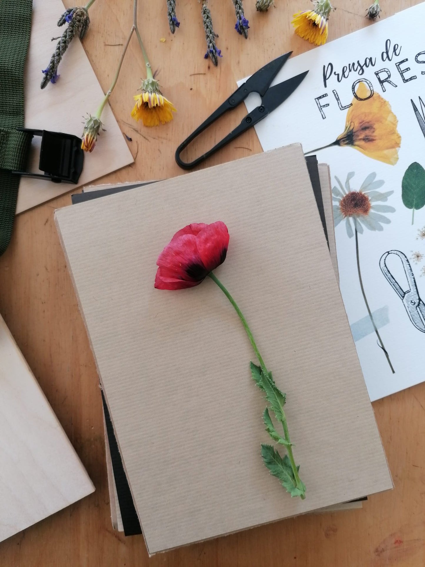 Taller de Prensado Botánico