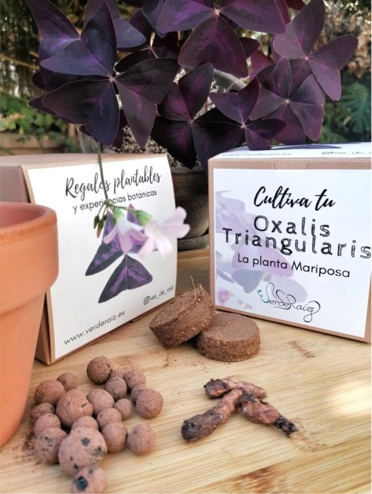 Cultiva tu Oxalis Triangularis