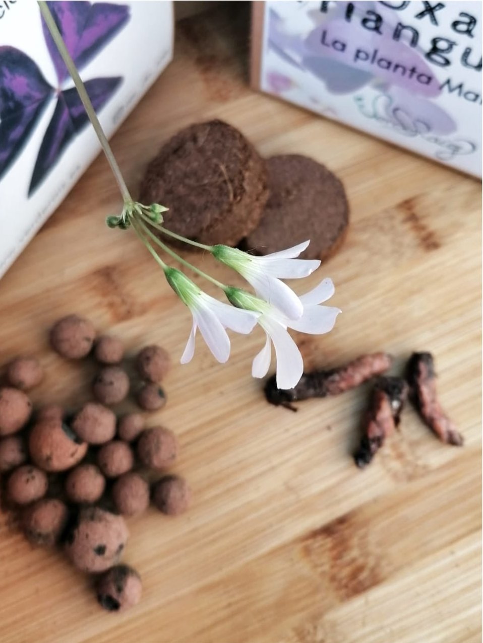 Cultiva tu planta Mariposa